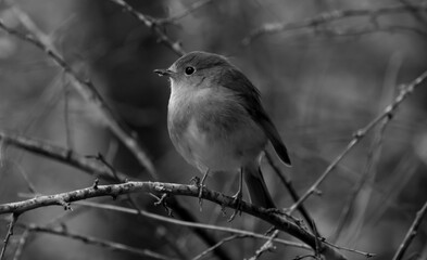 Oiseau 