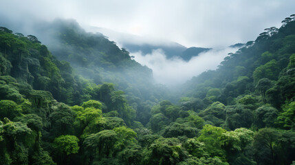 Obraz premium landscape in the fog, mountains and forrest