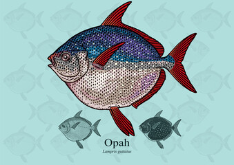 Opah Fish. Vector illustration with refined details and optimized stroke that allows the image to be used in small sizes (in packaging design, decoration, educational graphics, etc.)