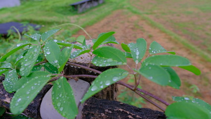 Obraz premium 葉と雫