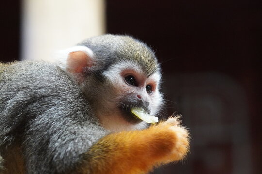 Squirrel monkey