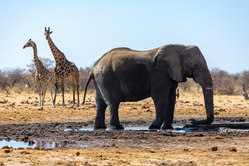 Huge Elephant and Two Giraffes at Etosha National Park - Namibia - Africa