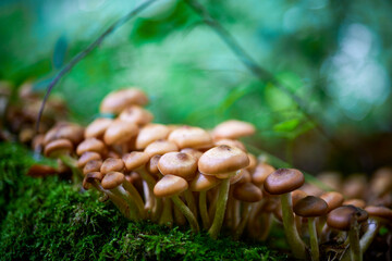 mushrooms in the forest in the blur background.