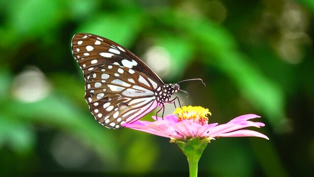 4K flower and butterfly flower butterfly flower butterfly