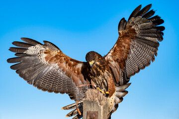 Harris's Hawk bird of prey with wings outstretched