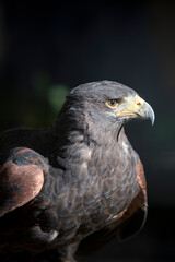 Portrait of a Harris's Hawk against dark backdrop