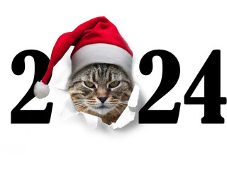 Katze schaut durch die Null der Jahreszahl 2024