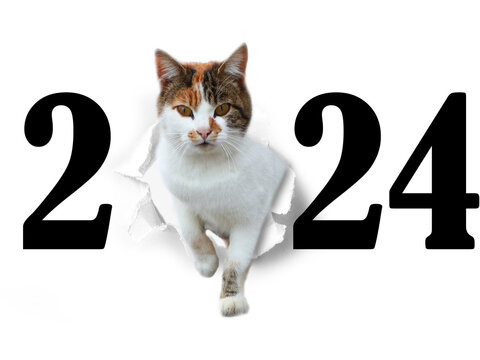 Katze läuft durch die Null der Jahreszahl 2024