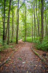 Hiking Trail at Hainich National Park, National park in Thuringia