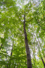 The Canopy at Hainich National Park, National park in Thuringia