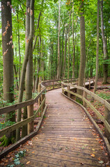 Boardwalk at Hainich National Park, National park in Thuringia