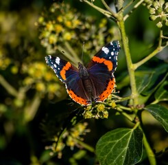 Fototapeta na wymiar Beautiful Red Admiral butterfly (Vanessa atalanta) resting peacefully on a lush green plant