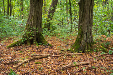 The Forest Floor at Hainich National Park, National park in Thuringia
