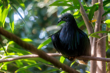 Nicobar pigeon, caloenas nicobarica, the only living member of the genus Caloenas, and may be the closest living relative of the extinct dodo.