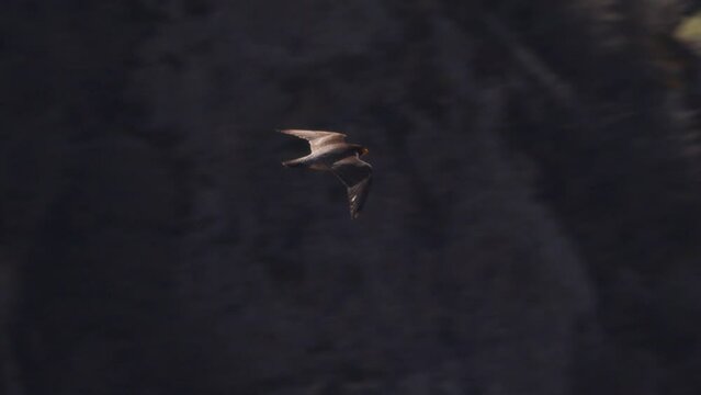 Peregrine falcon seen gliding swooping across a canyon below gaining speed as it travels, showing dark upper colors and aerodynamic shape