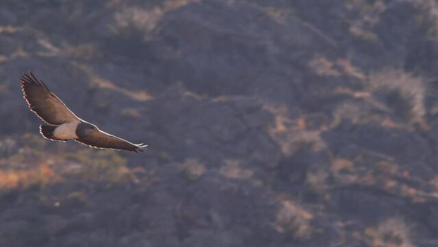 Magnificent looking Black-chested buzzard-eagle climbs up soaring into the sky from the mountains
