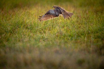 White eyed buzzard or Butastur teesa closeup flying in air with full wingspan taking off from ground in natural green background at sanctuary forest or national park of central india asia