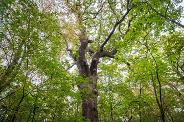 The Canopy at Hainich National Park, National park in Thuringia