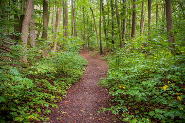 Obraz premium Hiking Trail at Hainich National Park, National park in Thuringia