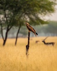 Black kite or Milvus migrans bird closeup or portrait with face expression perched in grassland of tal chhapar blackbuck sanctuary churu rajasthan india asia