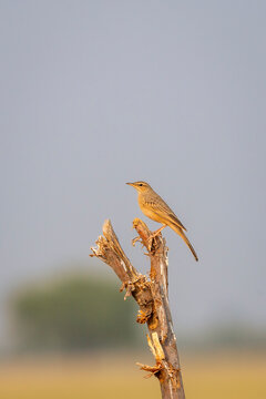paddyfield pipit or Oriental pipit or Anthus rufulus bird closeup or portrait perched on branch in sanctuary forest of india asia