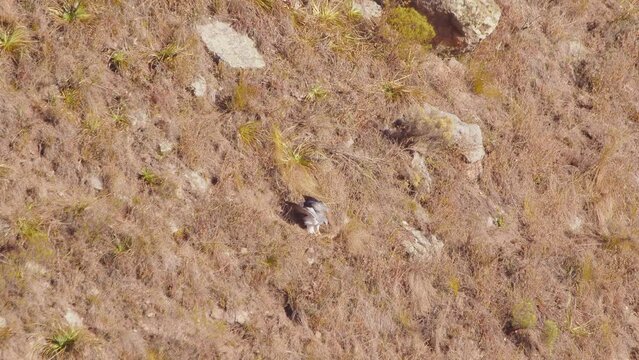 Adult Black Chested Buzzard Eagle Dives and lands on side of the mountain in a grass patch and plucks grass and carries back to its nest
