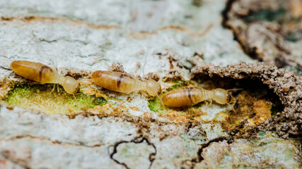 Close up of worker termites walking in nest on forest floor, Termites walking in mud tube, Small termites, Selective focus.