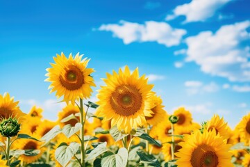Fototapeta premium Beautiful sunflower field over cloudy blue sky, natural background, Field of blooming sunflowers on a background blue sky, AI Generated