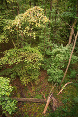 Forest at Hainich National Park, National park in Thuringia
