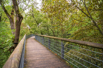 Fototapeta premium Boardwalk at Hainich National Park, National park in Thuringia