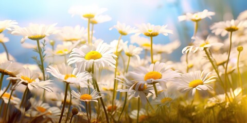 daisy flower background