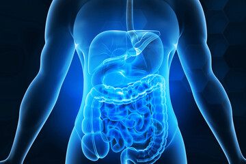 Human digestive system anatomy on blue color background. 3d illustration.. - obrazy, fototapety, plakaty