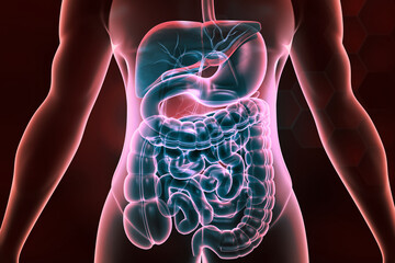 Human digestive system anatomy. 3d illustration.. - obrazy, fototapety, plakaty