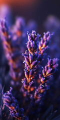 Twilight Serenity: A Lavender Field at Sunset,close up of lavender,close up of lavender flowers