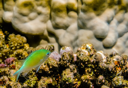 blue green damselfish on corals in egypt