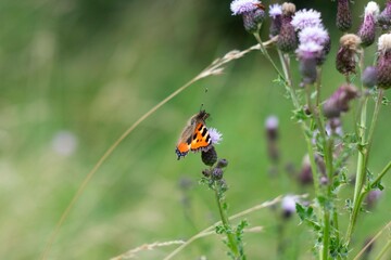 Small tortoisehell butterfly on thistle