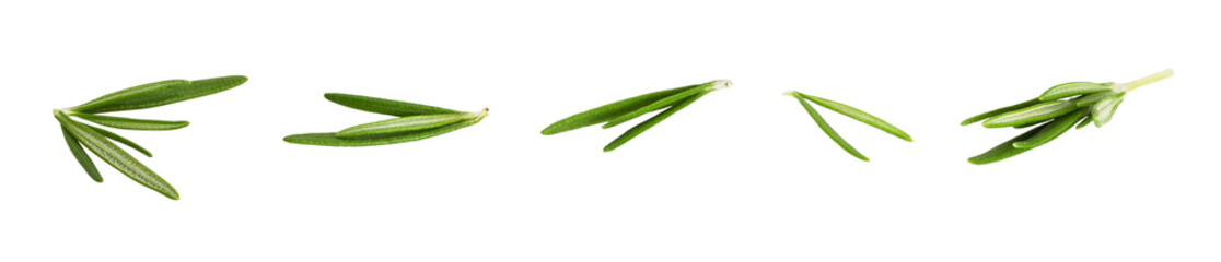 Set of green sprigs of fresh rosemary leaves isolated on white or transparent background