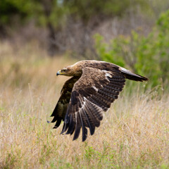 a tawny eagle in flight