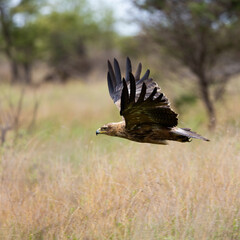 a tawny eagle in flight