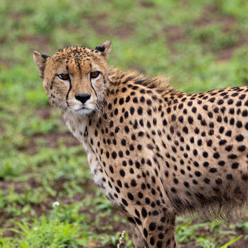 a male cheetah on the move in green grass