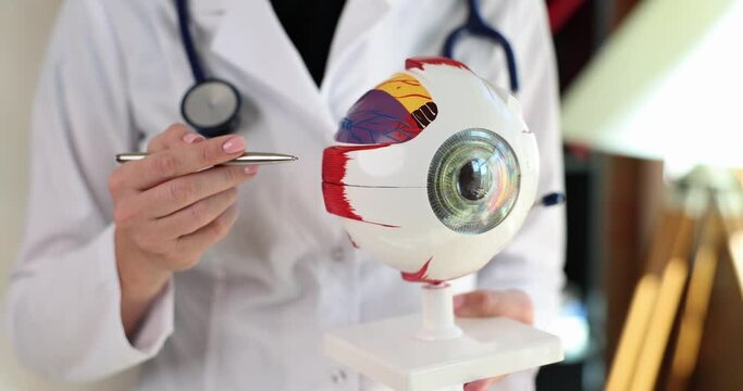 Ophthalmologist is holding piece of eye sample of model eye. Health care eye anatomy structure