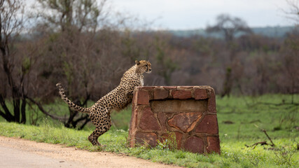 a male cheetah jumping onto a rock signpost in Kruger