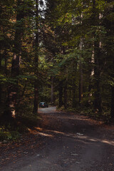 winding mountain road in the autumn forest