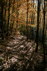 Obraz premium autumn forest after rain in the morning