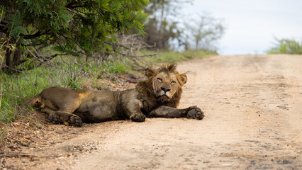 a male lion resting on the gravel road