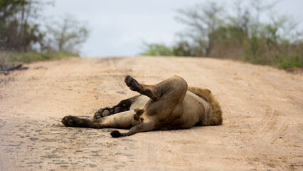 Fototapeta premium a male lion resting on the gravel road