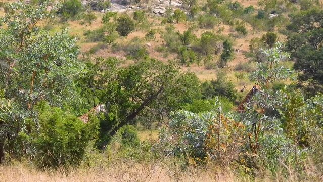 Giraffes walking through trees, Kruger National Park, South Africa
