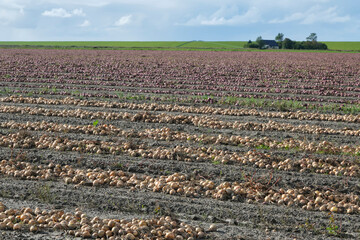 White and red onions drying on the land after harvest.