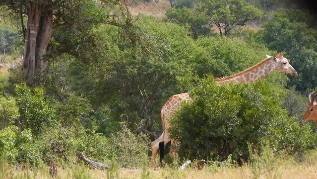Giraffes walking through trees at Kruger National Park, South Africa

