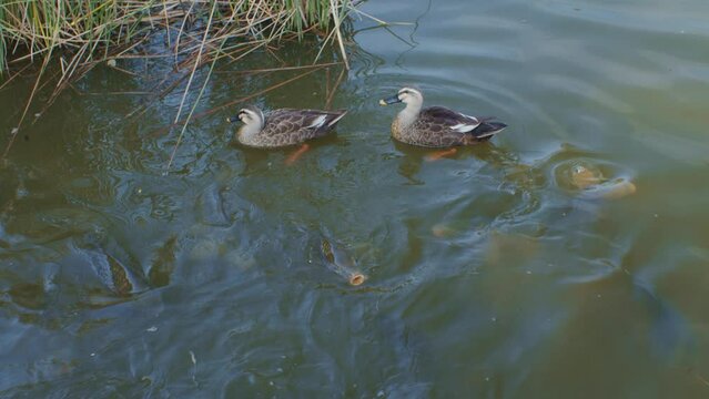 Ducks in the lake looking for food and feeding nature wildlife water view slow motion footage